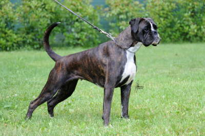 07-Felissia-Black-di-Villagiulia